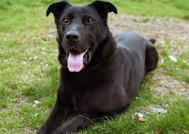 Check spelling or type a new query. 8 Questions Answered About The German Shepherd Lab Mix K9 Web