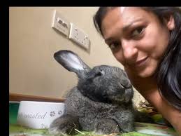 Rabbit friends Dubai added a new photo.