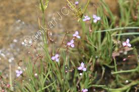 Image result for Murdannia semiteres