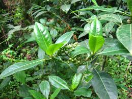 Image result for Psychotria succulenta
