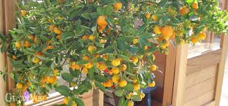 Growing trees is fun, but if you want to have delicious, seasonal citrus fruit right away, join the craft citrus club! Growing Citrus In Containers