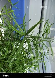 Image result for Asparagus falcatus