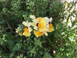 Image result for Nemesia zimbabwensis