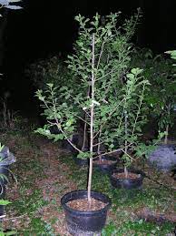 Some methods calculate a chill hour as any time temperatures fall below 45 degrees f. Low Chill Apricots Ask The Green Genie