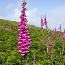 Image result for Digitalis purpurea