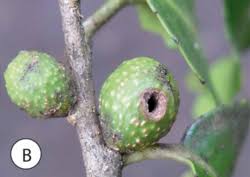 Image result for Scolopia mundii