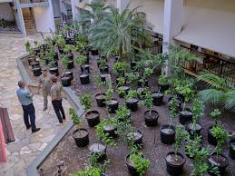 It Will Take Years And Millions Of Dollars To Replace Lahaina's Trees