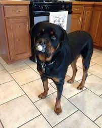Not Is My Dog Http Ift Tt 2smfyx5 Rottweiler Love Dog Breeds Rottweiler Dog