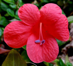 Image result for Barleria