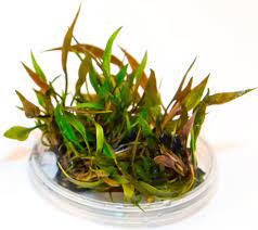 Cryptocoryne, commonly referred to as crypts for short, is an extremely popular type of aquatic plant. Anubias Cryptocoryne Petchii Pink Cup Olibetta