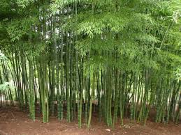 Black Bamboo Plants For Sale Ireland Growing And Maintaining Bamboo Bamboo Garden Bamboo Plants Privacy Landscaping