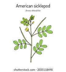 Image result for Senna obtusifolia