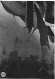 Anthurium seibertii Croat & Baker,