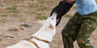 Dicas de decoração para loja de roupas femininas | blog da lingerie :: Pl Contra Tecnicas De Adestramento Agressivas E Invasivas Delegado Bruno Lima