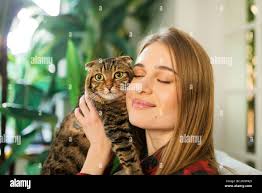 Blonde tabby cat hi-res stock photography and images
