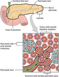 Physicians describe the staging of pancreatic cancer. Pancreatic Cancer Wikipedia