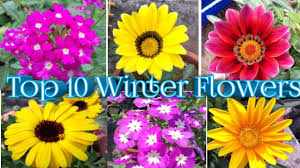 Plants are available from nurseries throughout australia from late spring into summer. Best Winter Top 10 Flowers In Indian Weather By New Gardening Youtube