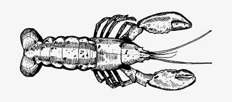 Make every drawing an easy things to draw drawing. Lobster Drawing Black And White Lobster Drawing Png Png Image Transparent Png Free Download On Seekpng