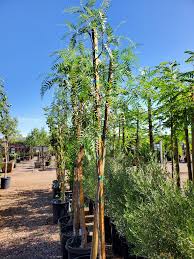 Image result for Schinus molle