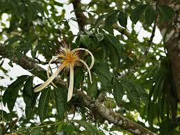 Image result for Pachira