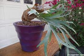 In nature they get their nutrients from plant matter falling on them from. How I Potted My Staghorn Fern To Grow In The Desert
