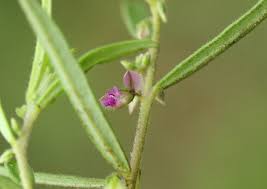 Image result for Polygala erioptera