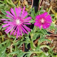 Join our friendly community that shares tips and ideas for gardens, along with seeds and plants. Buy Delosperma John Proffitt