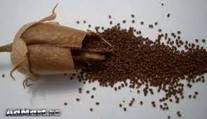 Gradina » plante si seminte. Seminte Tutun Oriental Si Englezesc Plante Gradina Seminte Constanta Anunturi Gratuite