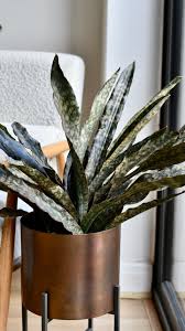 Image result for Sansevieria kirkii