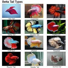 But do you know all the different betta fish types out there?these are. Betta Tail Types Betta Fish Types Betta Fish Tank Betta Fish
