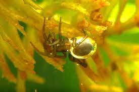 Where is the diving bell spider located? Diving Bell Spider Anatomy Habitat Bite And Other Facts Science Abc