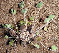 Image result for Marsilea nubica