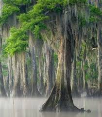 The species yields small cones, some of which look like branches: Bald Cypress Building With Louisiana S State Tree Albany Woodworks