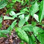 Image result for Oxyanthus goetzei