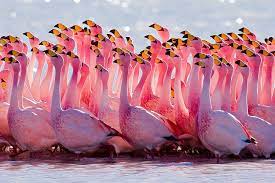 Adriano leite ribeiro (born february 17, 1982), commonly known simply as adriano emperor, is a brazilian former professional footballer.a powerful striker known for his long range left footed strikes, adriano's career was however marked by inconsistency. Flamingo Names And Species List