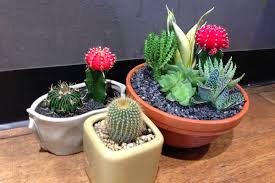 First, reduce the number of toxins and chemicals in the bedroom. Good Feng Shui Decorating With Cactus Plants Plant Our Culture Nurserylive Wikipedia