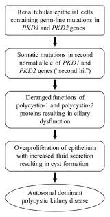 Abnormalities result from a systemic disease (secondary renal diseases). Adult Renal Cystic Disease A Genetic Biological And Developmental Primer Radiographics