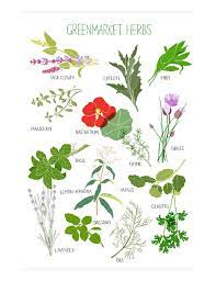 Herbs Claudia Pearson Illustration Herbs Vegetable Prints Plants