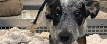 The spca will be available to talk about the current and upcoming adoption events that will be taking place, to make it time: Pennsylvania Spca Rescues 14 Dogs Including 2 Puppies From Property In Elizabethtown Pennsylvania Society For The Prevention Of Cruelty To Animals