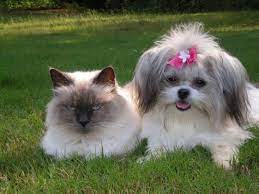 Breeders looking for puppies will have to be approved. Mi Ki Puppies Mi Ki Photo Gallery Mi Ki Dogs For Sale Miki Puppies For Sale Mi Puppies And Kitties Miki Dog Designer Dogs Breeds