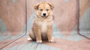 pomsky breed profile fun facts and common health problems