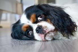 Hund Cavalier King Charles Suss Kostenloses Foto Auf Pixabay