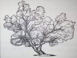 Contoh Soal Psikotes Baum Tree Dan Pembahasannya Menggambar Pohon Pohon Gambar