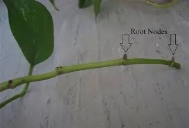 How To Grow Pothos In Water Forever Easily In 2021 Propagating Plants Pothos In Water Devils Ivy