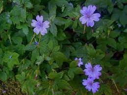 Bianchi fiori e piante, a poggibonsi in via montegrappa n.145, è un negozio che opera da decenni nei settori dei fiori e delle piante, per. Raccontare Un Paese Fiori Spontanei 4 Foto Fiori Foto Orto
