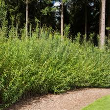 Hedges create a private outdoor living space, help buffer noise, and give an aesthetic appeal to the garden. Willow Hybrid Trees For Sale Brighterblooms Com