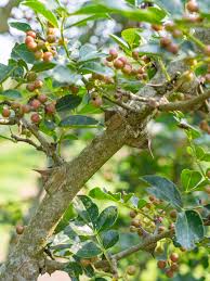 Image result for Zanthoxylum