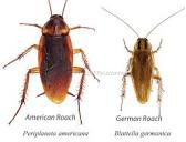 How to Get Rid of Roaches Once & For All - DIY Pest Control