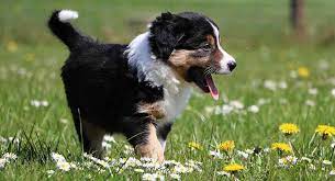 Ikea hoppig bernese mountain puppy dog kids soft stuffed plush toy 14 1/4. Mini Bernese Mountain Dog A Downsized Version Of The Gentle Giant