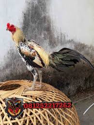 Ayam Aduan Magon Wido Ternak Ayam Ayam
